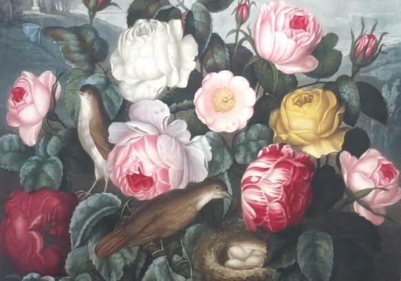 Roses (R. J. Thornton), in The Temple of Flora (1805) 