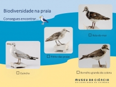 Atividade 6. Biodiversidade na praia