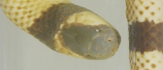 A verdadeira cobra-coral