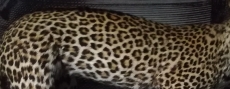 Leopardo, um verdadeiro atleta