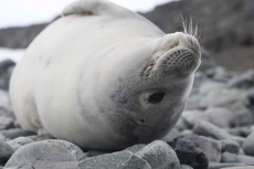 Ciência Polar e Educação